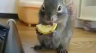 Белка кушает лимон - смотреть видео (0:31)