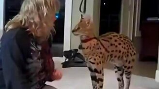 Кот нападает на хозяйку - смотреть видео (1:25)