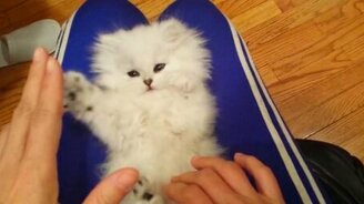 Игривий белоснежный перс - смотреть видео (0:47)