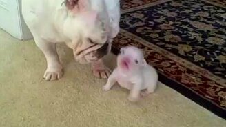 Бульдог общается со своим малышом - смотреть видео (3:15)