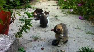 Всем умываться! - смотреть видео (1:44)