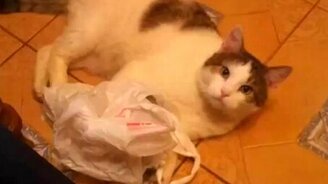 Кошка и пакет - смотреть видео (1:03)