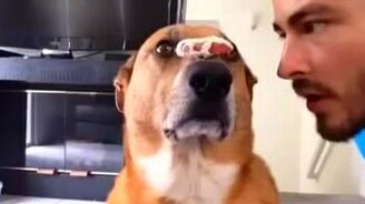 Железная воля у собаки - смотреть видео (0:15)