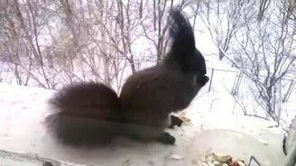 Кошка и белка за окном - смотреть видео (1:23)