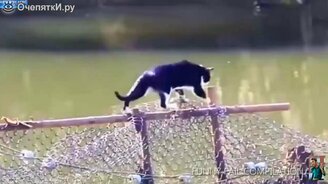 Кот пошёл сети проверять - смотреть видео (0:35)