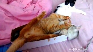 Коты коробку не поделят - смотреть видео (1:31)