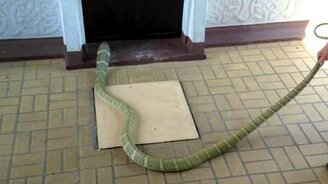 Поймал королевскую кобру - смотреть видео (0:48)