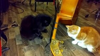 Кошка изучает контрабас - смотреть видео (2:16)