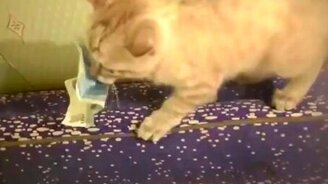 Котёнок-патриот - смотреть видео (0:59)