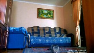 Кошачье сальто назад - смотреть видео (0:17)