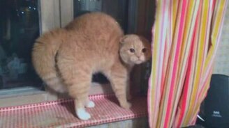 Надела шапку - у кота инфаркт - смотреть видео (0:52)