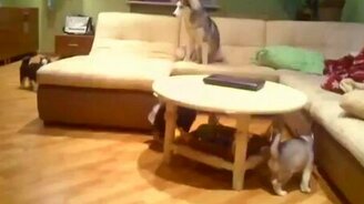 Мать играет со щенятами - смотреть видео (1:31)