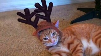 Как кошки видят новогодние праздники - смотреть видео (2:01)