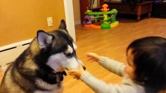 Терпеливая хаски и приставучая девчушка - смотреть видео (1:35)