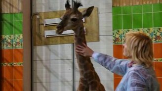 Почесала шейку жирафёнку - смотреть видео (0:41)