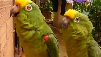 Попугаи-артисты - смотреть видео (1:57)