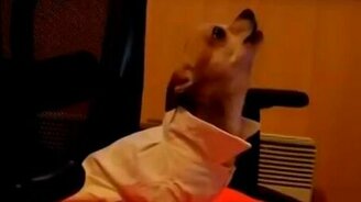 Собачонка перепела Витаса - смотреть видео (2:02)