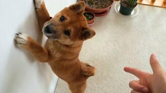 Щенок, к стене! - смотреть видео (0:46)