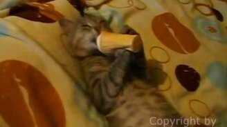 Кот ест стаканчик - смотреть видео (1:30)