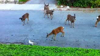 Пятёрка противостояний котов - смотреть видео (5:48)