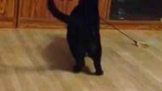 Кот играет сам с собой - смотреть видео (0:24)