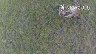 Кенгуру сбили коптер - смотреть видео (0:35)