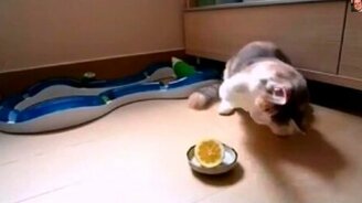 Кошка знакомится с лимончиком - смотреть видео (3:38)