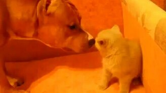 Собака знакомится с котёнком - смотреть видео (3:56)