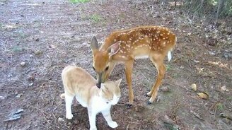 Оленёнок общается с котом - смотреть видео (1:17)