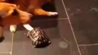 Черепаха, которая не любит котов - смотреть видео (2:17)