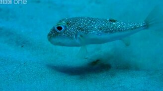 Рыба рисует на песке - смотреть видео (1:15)