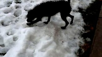 Неожиданный способ пописать - смотреть видео (0:13)