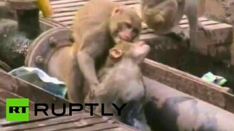 Обезьяна спасла друга - смотреть видео (1:23)