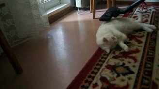 Кошачий балдёж от пылесоса - смотреть видео (2:07)