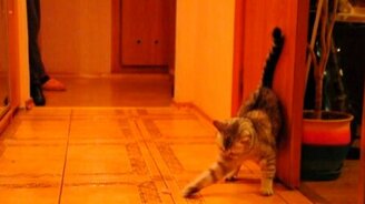 Котейка играет с мясом - смотреть видео (0:56)