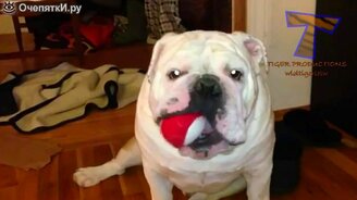 Самые прикольные собаки - смотреть видео (3:27)