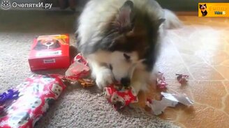 Праздничные кошки и собаки - смотреть видео (11:45)