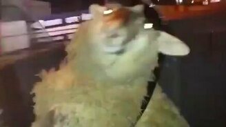 Без овцы вечеринка совсем не та - смотреть видео (0:15)