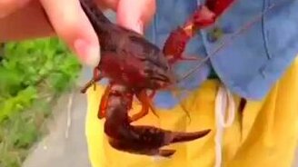 Смотрите, я поймал рака! - смотреть видео (0:07)