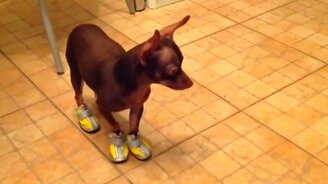 Собака учится ходить в обуви - смотреть видео (1:43)