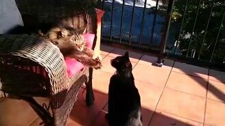 Кошачья атака довела до чиханья - смотреть видео (0:48)