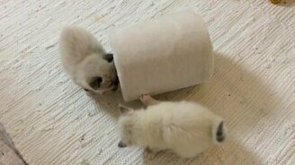 Много маленьких светлых котят - смотреть видео (9:56)