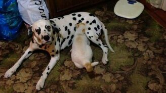 Собака кормит молоком кошку - смотреть видео (0:40)