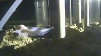 Самая глубоководная рыба - смотреть видео (1:53)