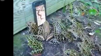 Слёт любителей червей - смотреть видео (1:34)