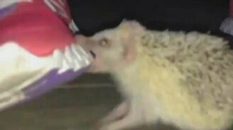 Ёжик вцепился в кроссовок - смотреть видео (0:39)