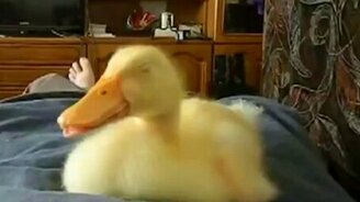 Как храпит утёнок - смотреть видео (0:34)