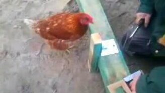 Любознательная курочка - смотреть видео (1:07)