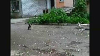 Котёнок против вороны - смотреть видео (1:48)