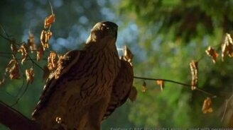 Тетеревятник: полёт от первого лица - смотреть видео (1:13)